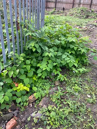 japanese knotweed removal