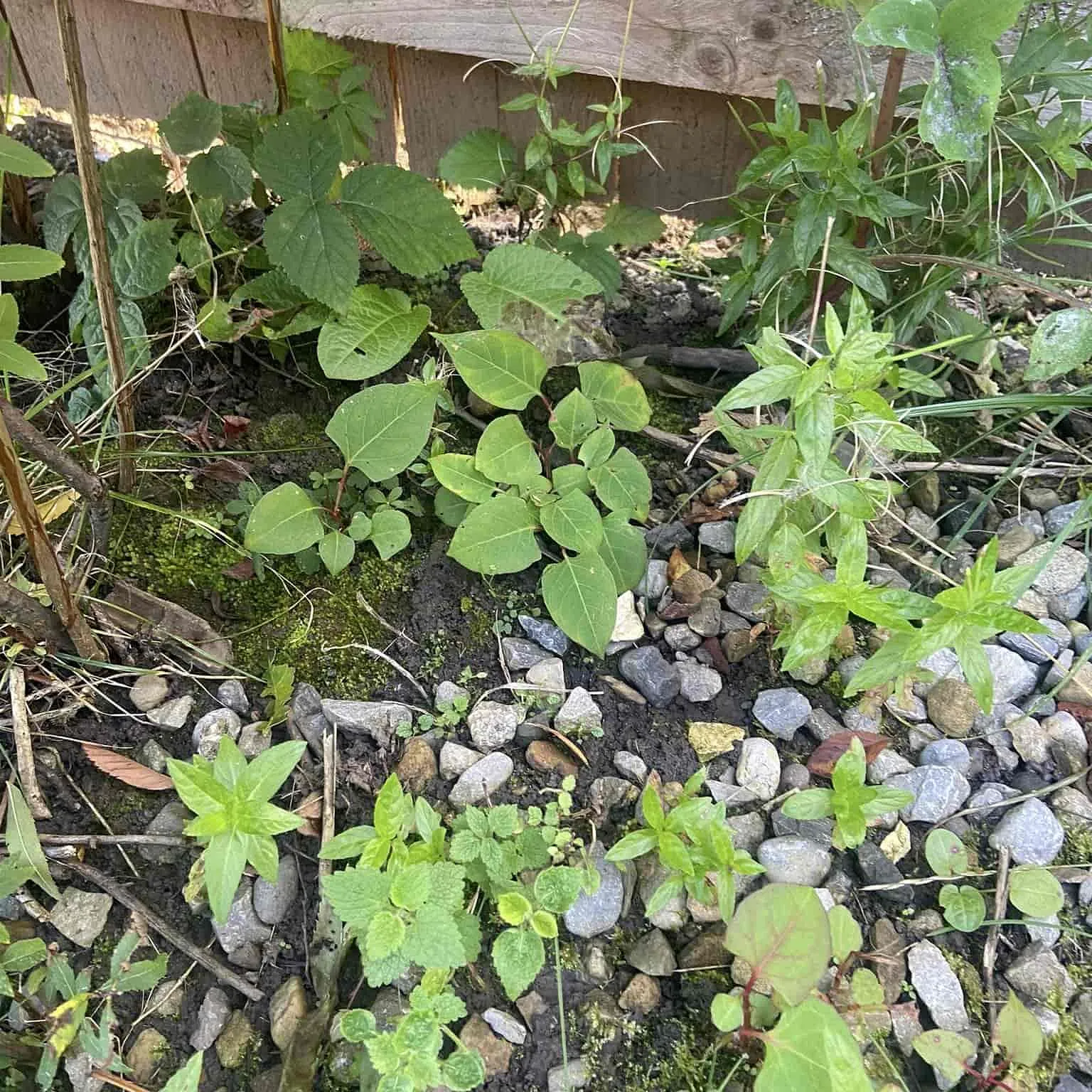 japanese knotweed removal