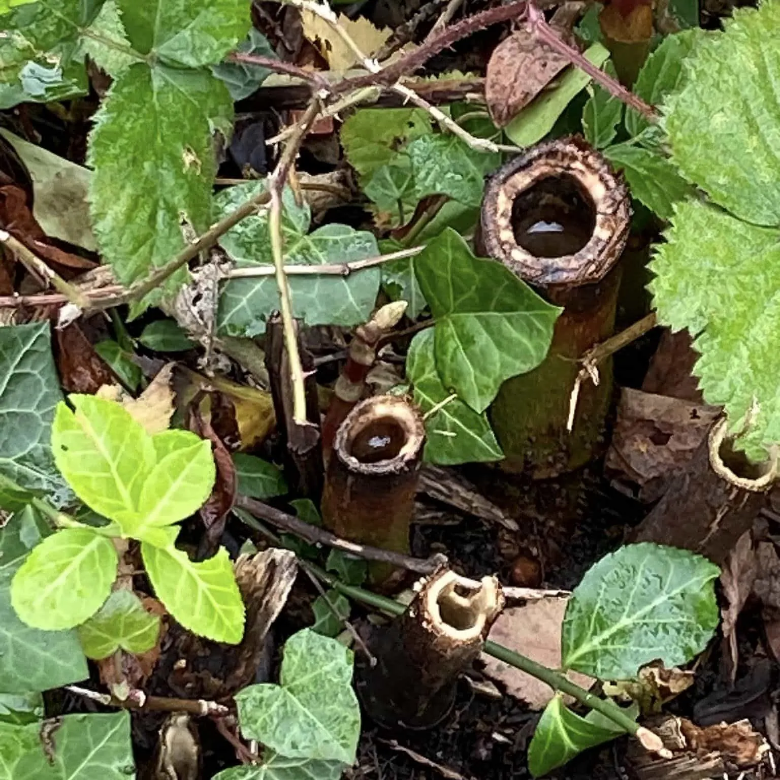 japanese knotweed removal