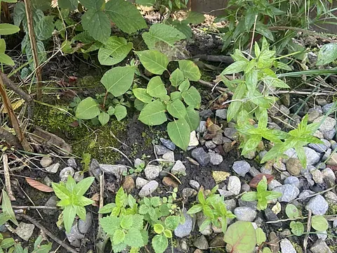 japanese knotweed removal